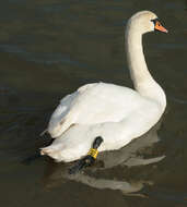 Image of Mute Swan