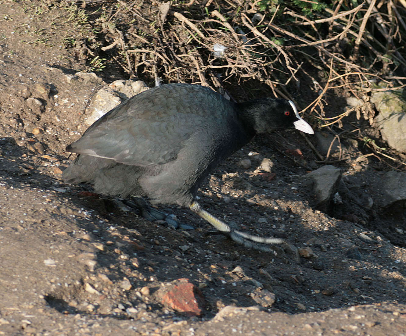 Image of Common Coot