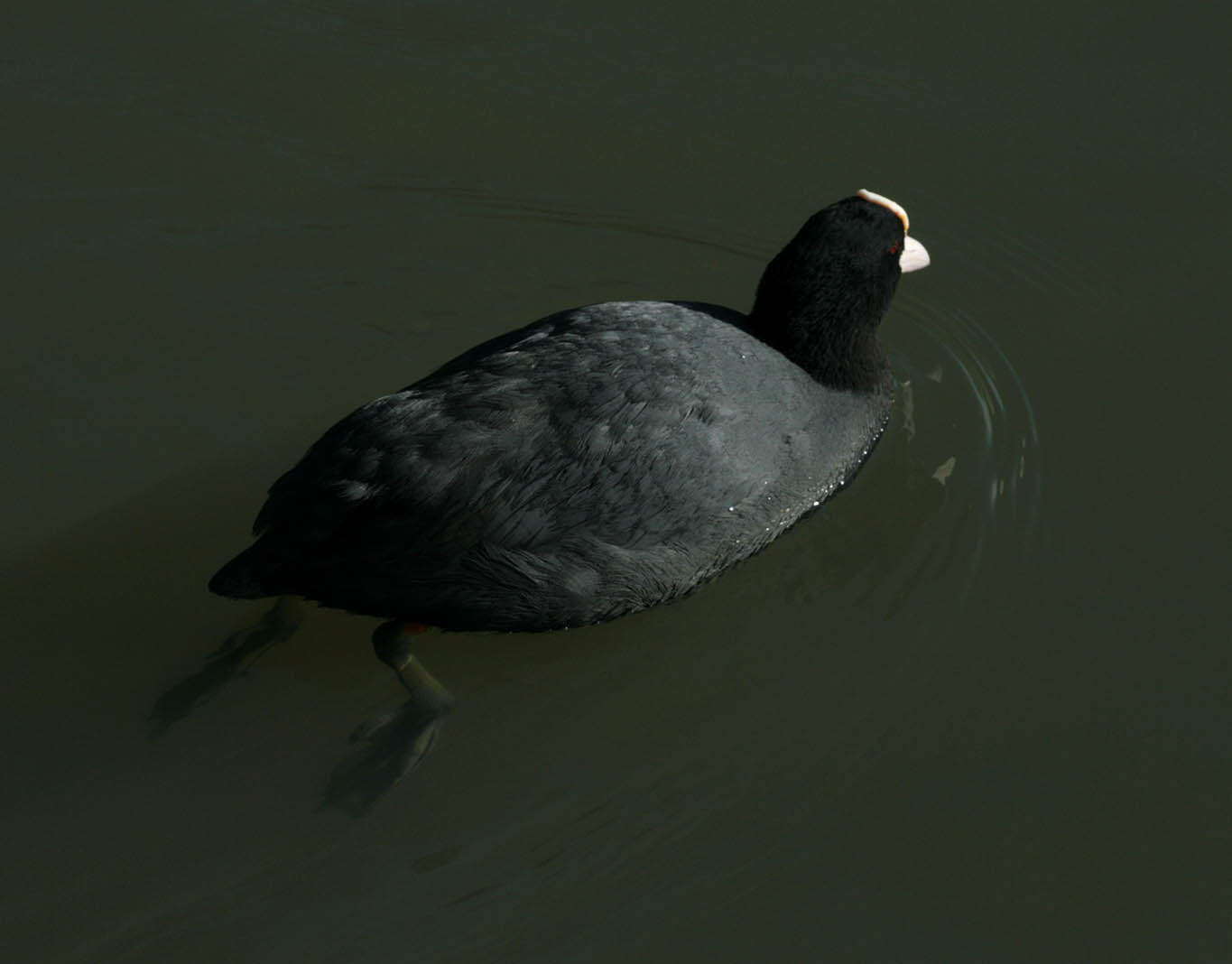 Image of Common Coot