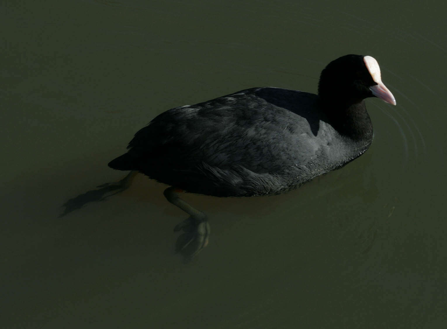 Image of Common Coot