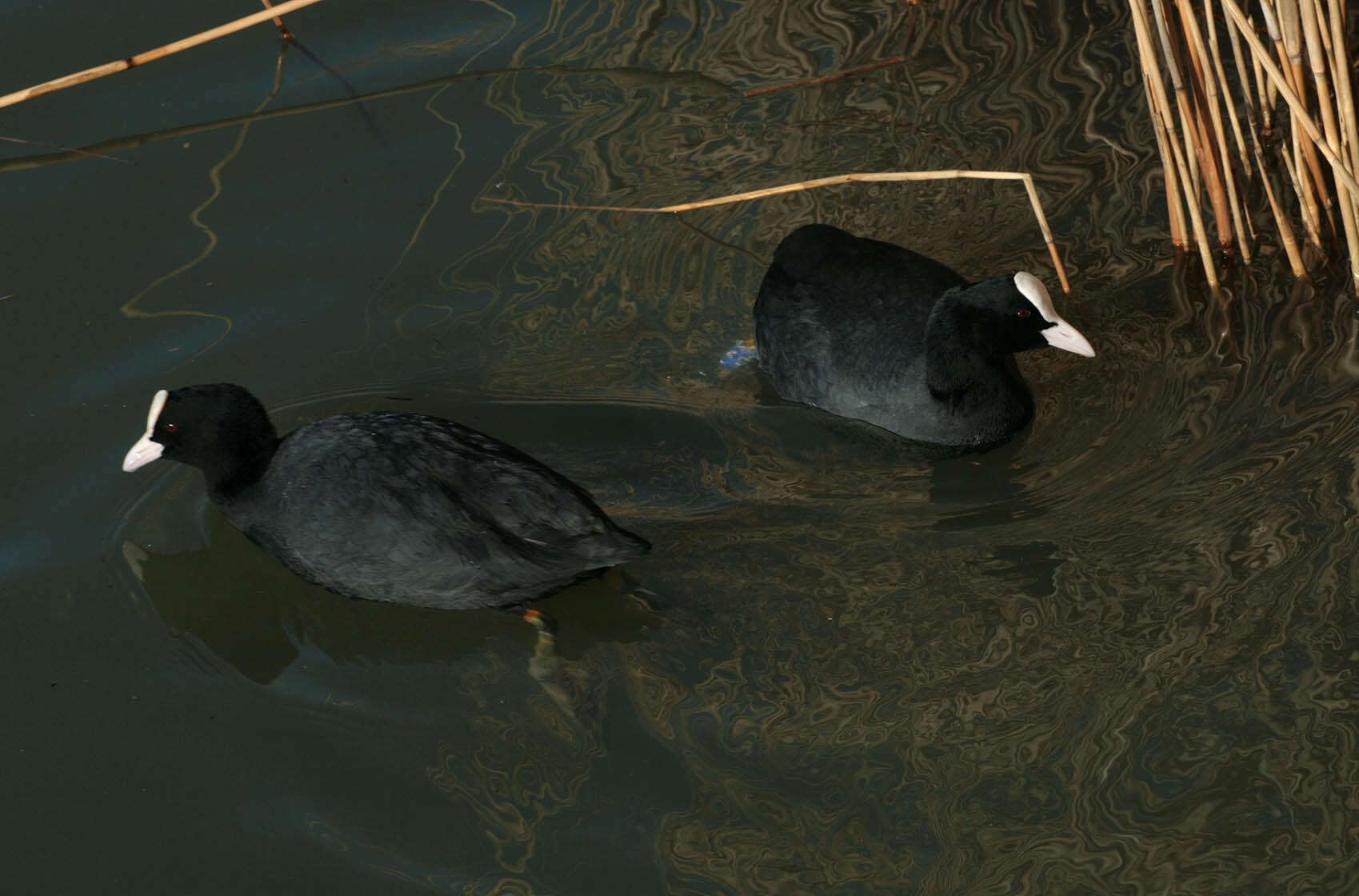 Image of Common Coot