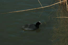 Image of Common Coot