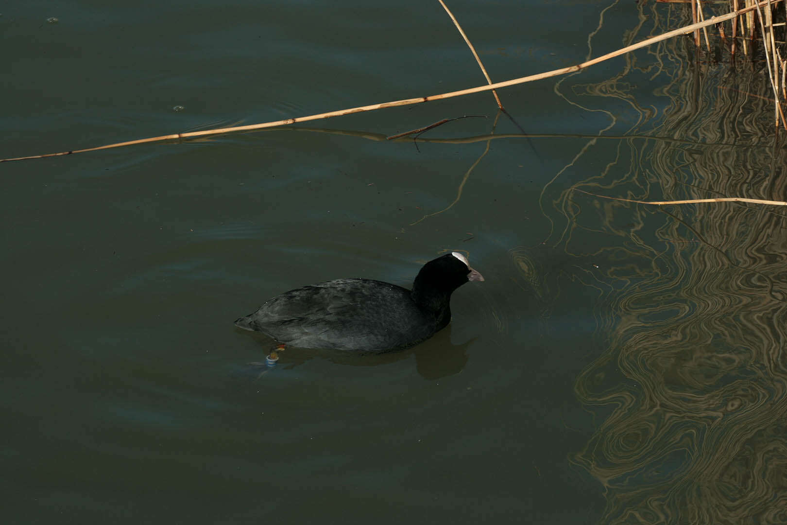 Image of Common Coot