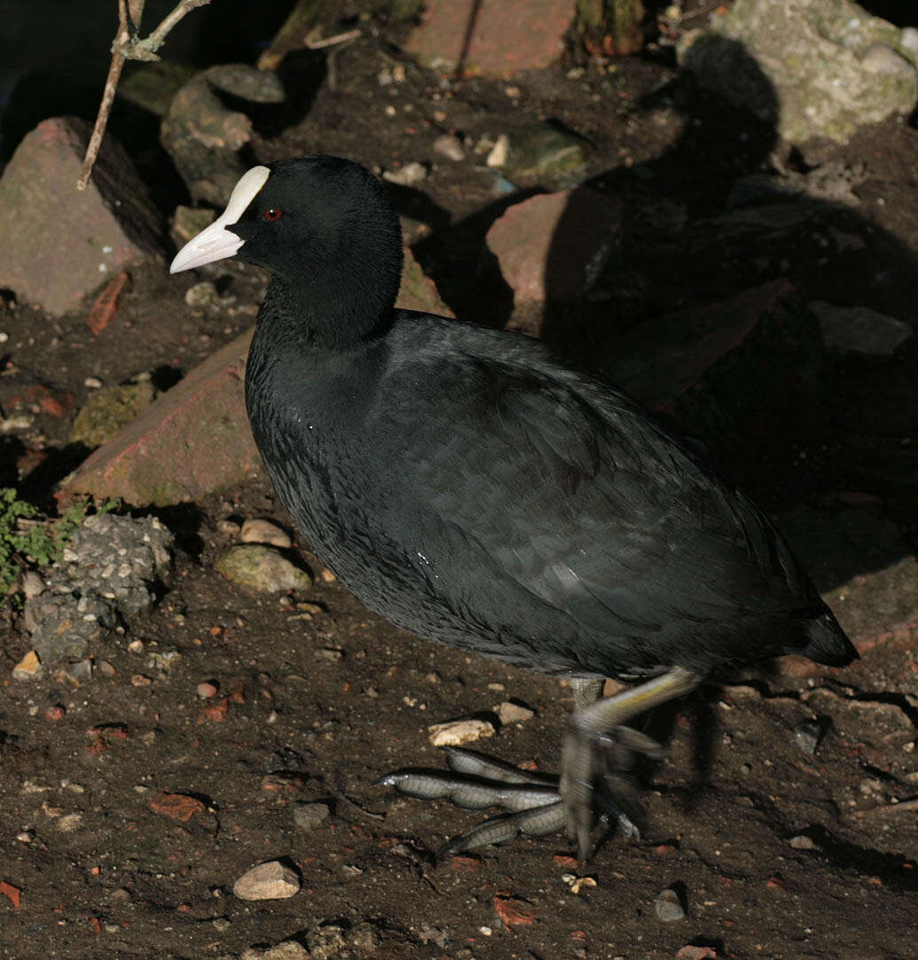 Image of Common Coot