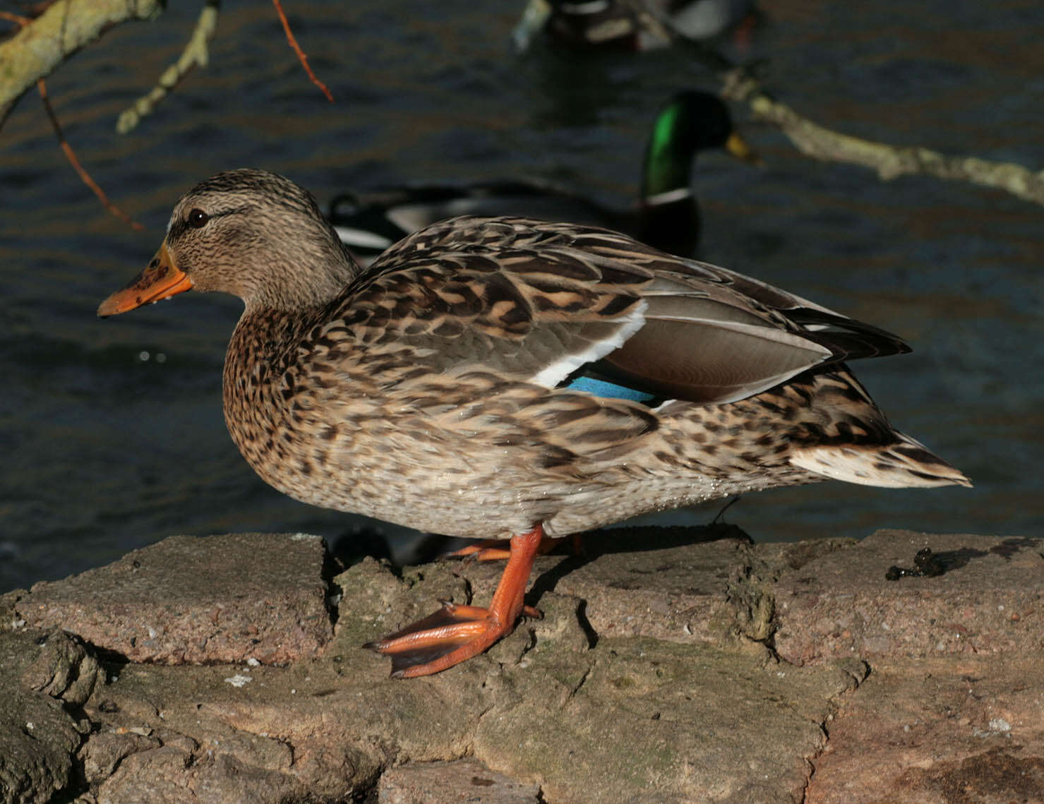 Image of Anas platyrhynchos platyrhynchos Linnaeus 1758