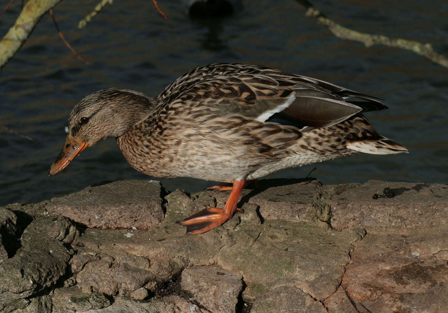 Image of Anas platyrhynchos platyrhynchos Linnaeus 1758