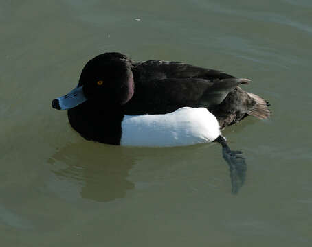 Image of Tufted Duck