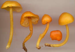 Hygrocybe chlorophana (Fr.) Wünsche 1877 resmi