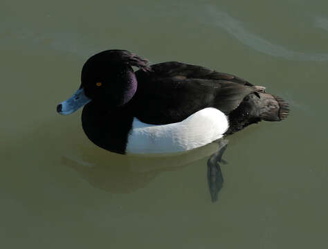 Image of Tufted Duck