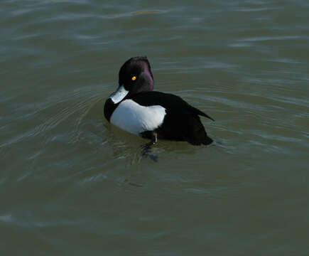 Image of Tufted Duck