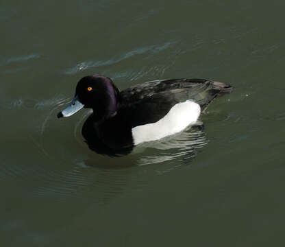 Image of Tufted Duck