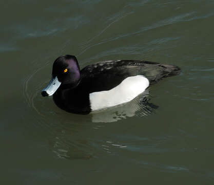 Image of Tufted Duck