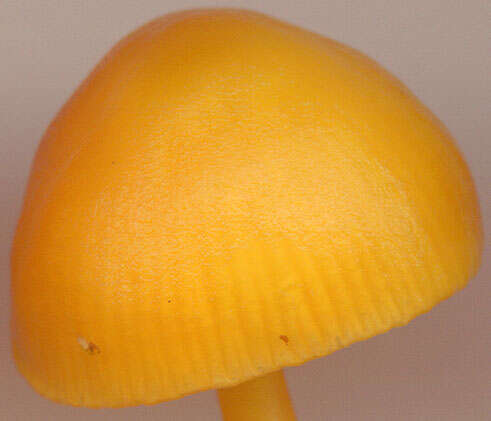 Hygrocybe chlorophana (Fr.) Wünsche 1877 resmi