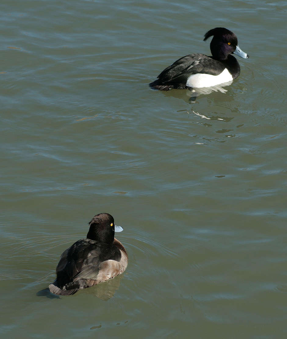 Image of Tufted Duck