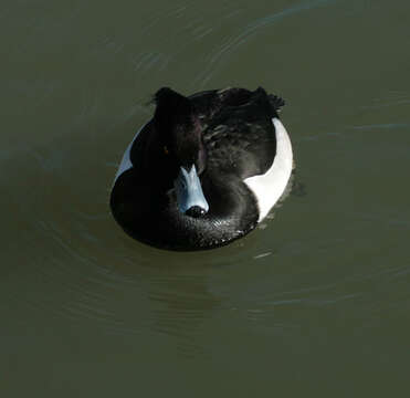 Image of Tufted Duck