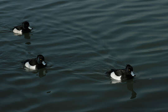 Image of Tufted Duck