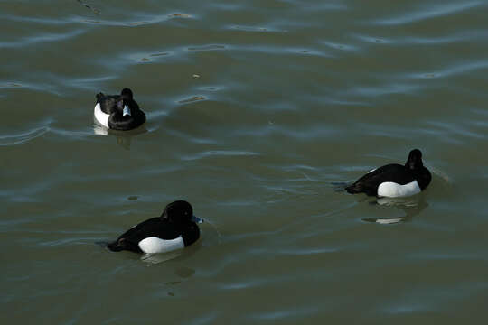 Image of Tufted Duck