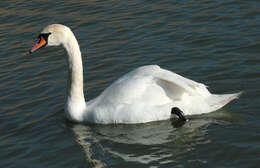 Image of Mute Swan