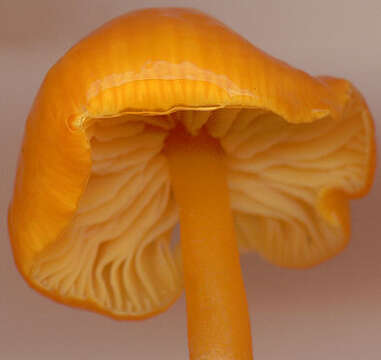 Hygrocybe chlorophana (Fr.) Wünsche 1877 resmi