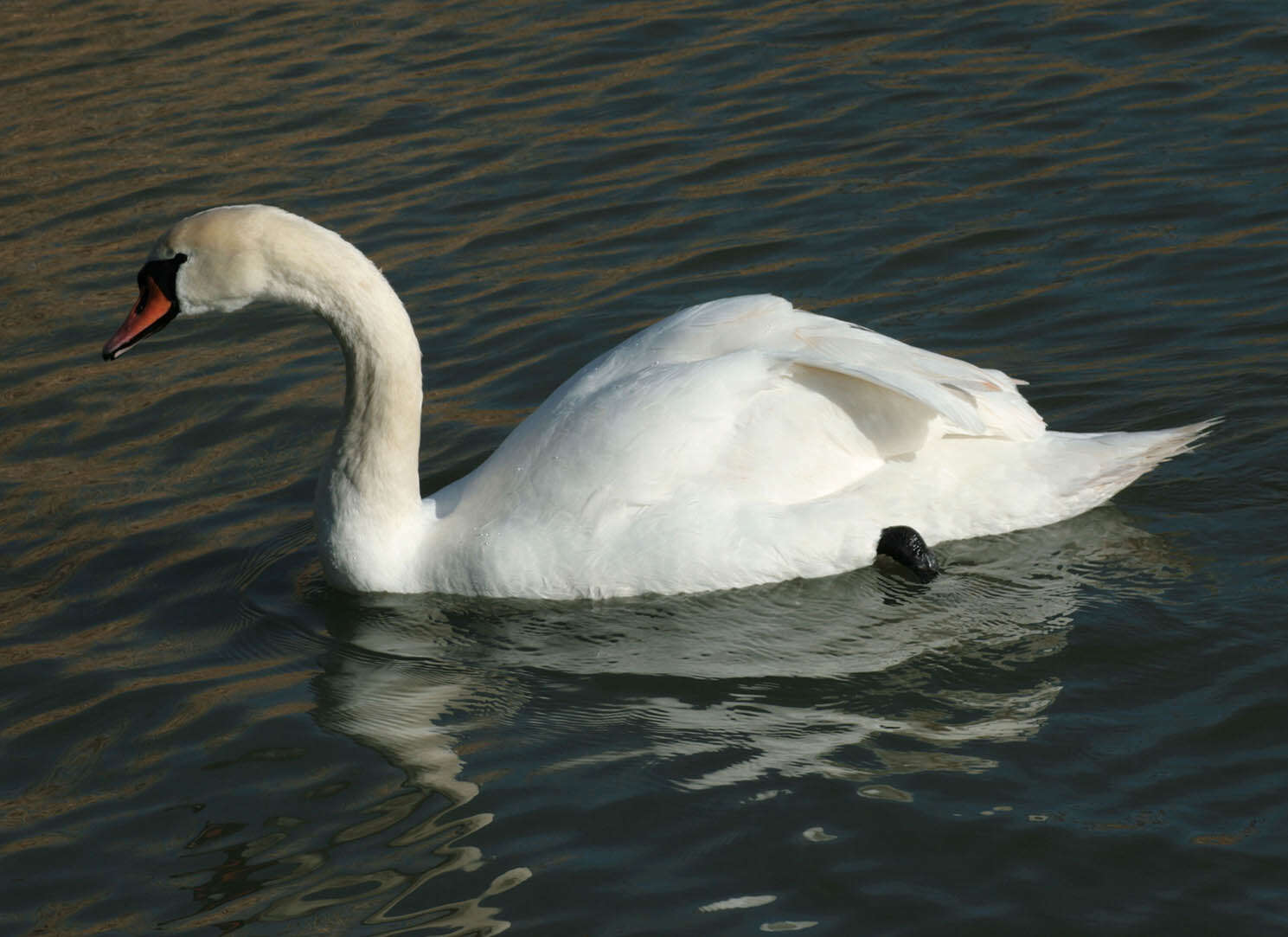 Image of Mute Swan