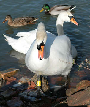 Image de Cygne muet