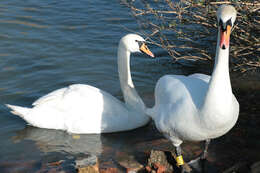 Image of Mute Swan