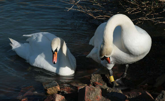 Image of Mute Swan