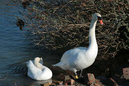 Image of Mute Swan