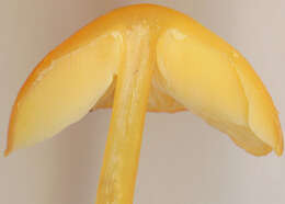 Hygrocybe chlorophana (Fr.) Wünsche 1877 resmi