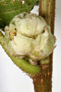 Image of Eriophyes avellanae