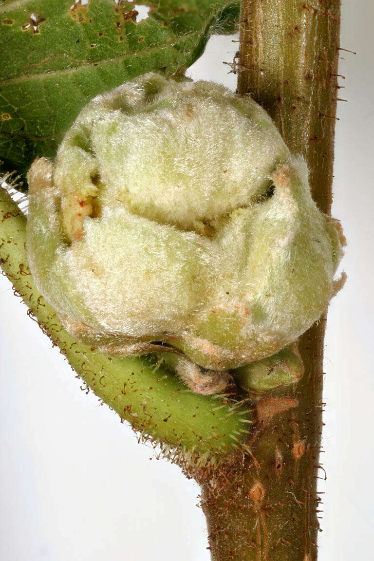Image of Eriophyes avellanae