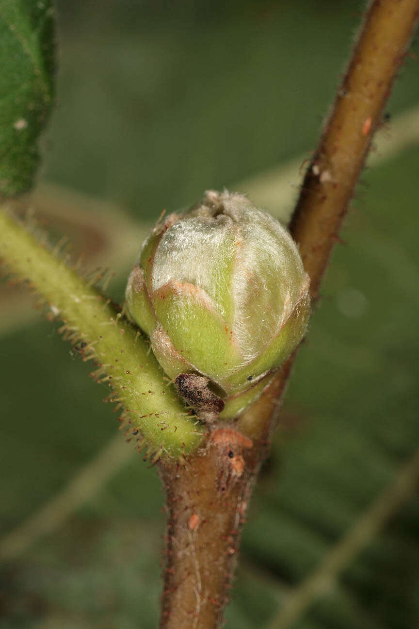 Image of Eriophyes avellanae