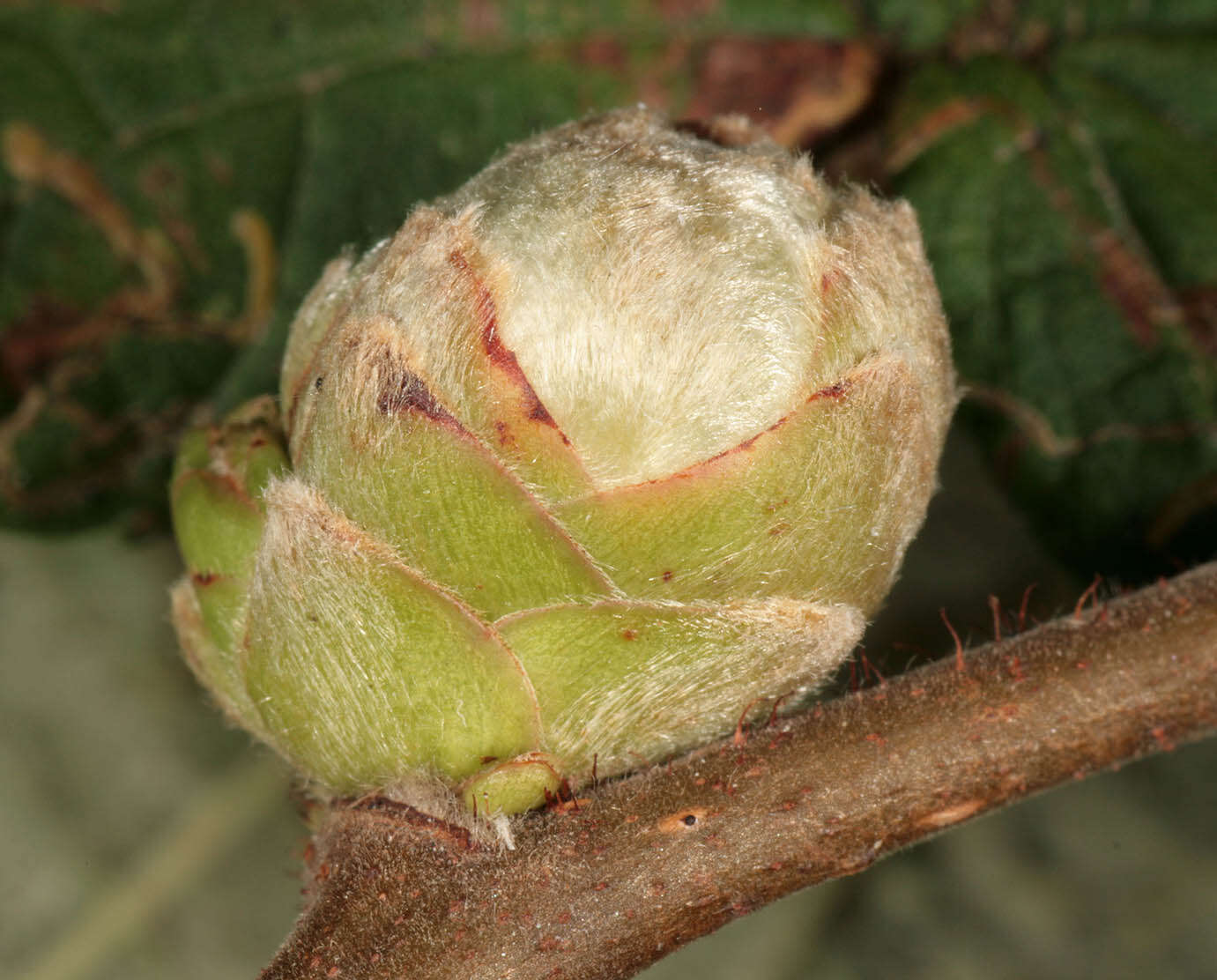 Image of Eriophyes avellanae