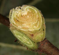 Image of Eriophyes avellanae