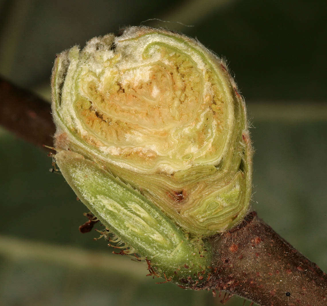 Image of Eriophyes avellanae