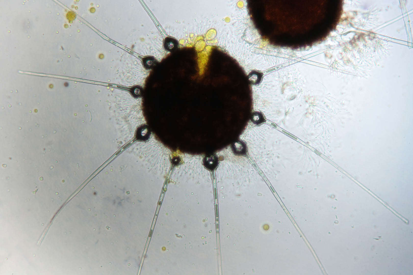 Image de Phyllactinia