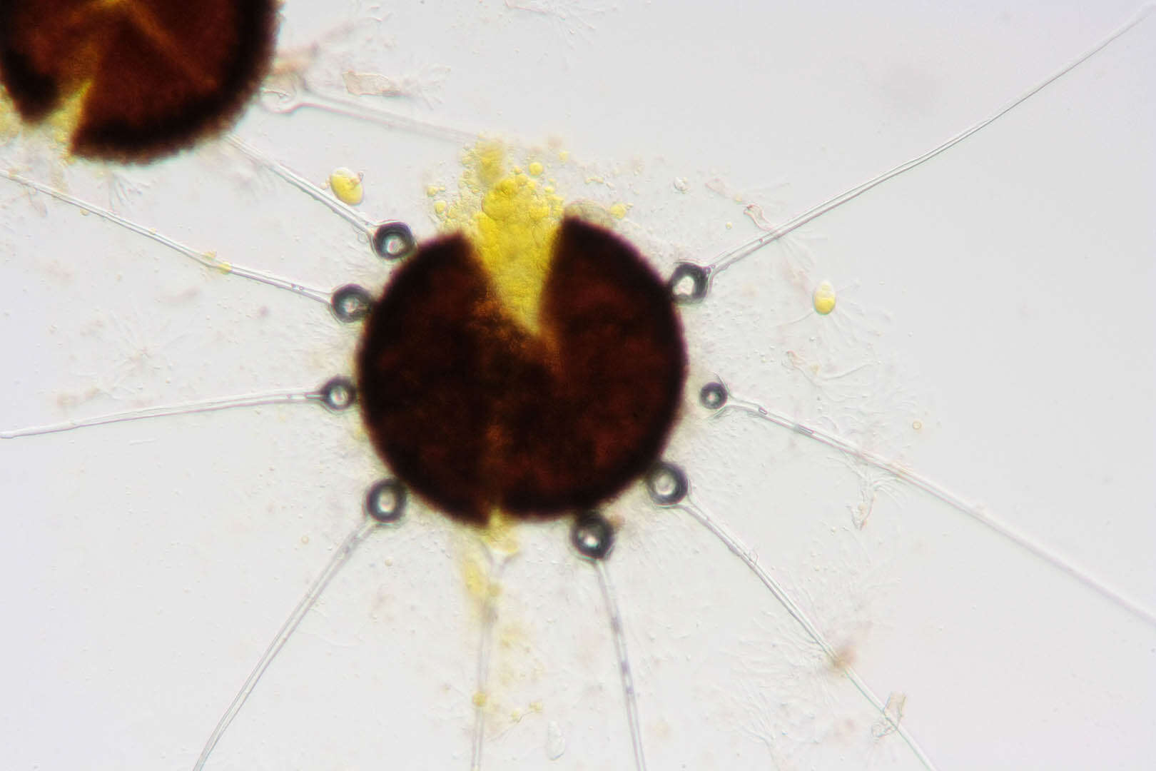 Image de Phyllactinia