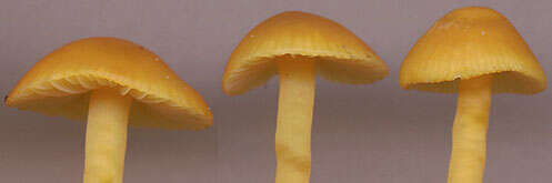 Image of Hygrocybe ceracea (Sowerby) P. Kumm. 1871