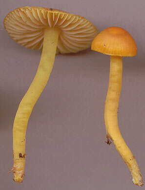 Image of Hygrocybe ceracea (Sowerby) P. Kumm. 1871