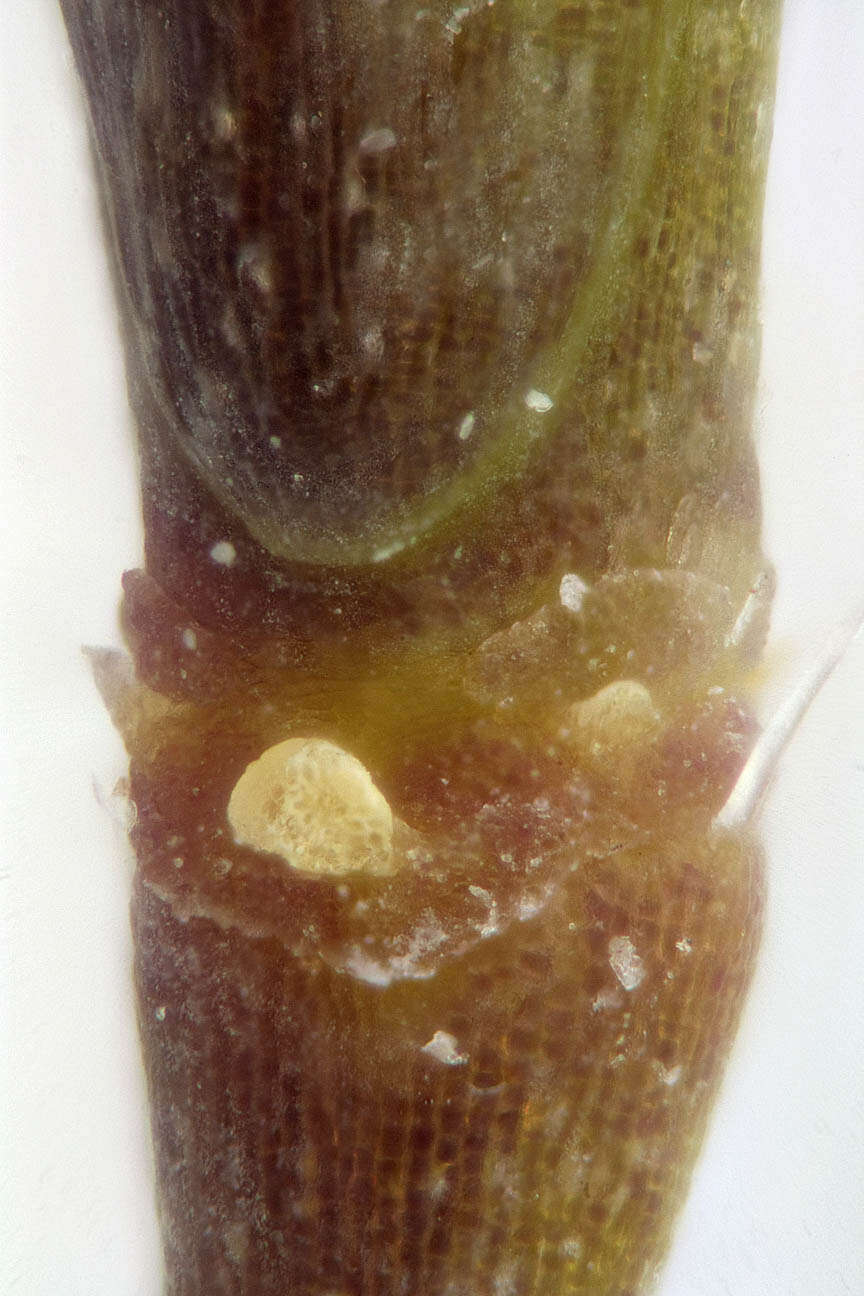 Plancia ëd Arabidopsis thaliana (L.) Heynh.