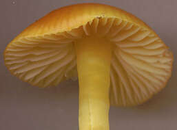 Image of Hygrocybe ceracea (Sowerby) P. Kumm. 1871