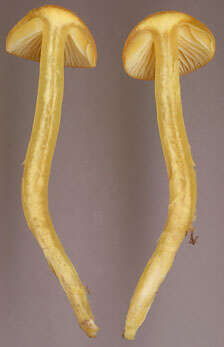 Image of Hygrocybe ceracea (Sowerby) P. Kumm. 1871