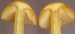 Image of Hygrocybe ceracea (Sowerby) P. Kumm. 1871