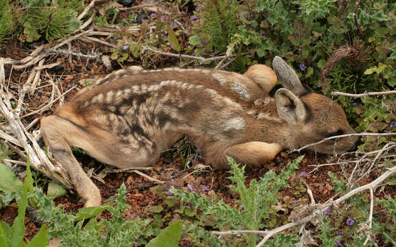 Sivun Metsäkauriit kuva