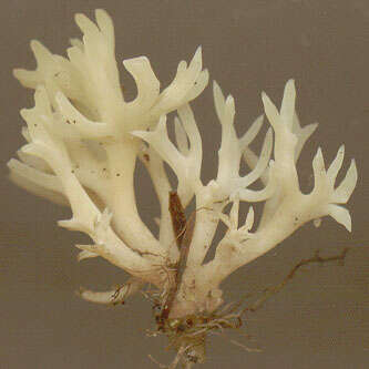 Ramariopsis kunzei (Fr.) Corner 1950 resmi