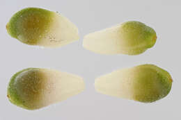 Image of Ficaria verna subsp. fertilis (Laegaard) Stace