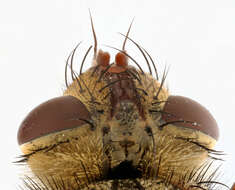 Image of Tachina fera (Linnaeus 1761)