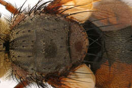 Image of Tachina fera (Linnaeus 1761)