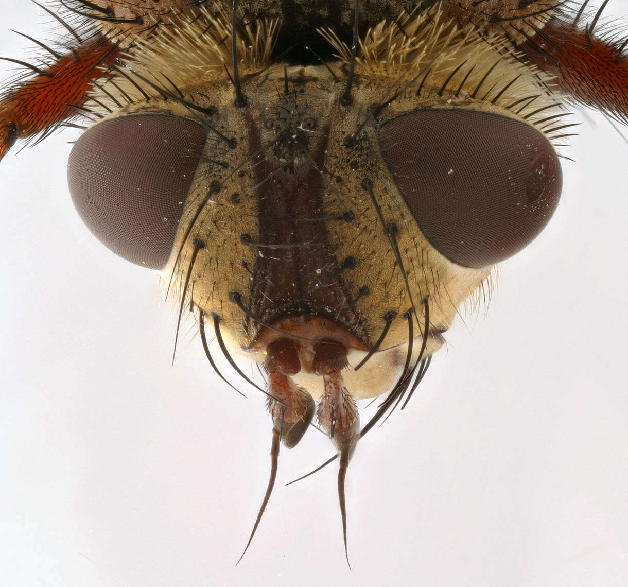 Image of Tachina fera (Linnaeus 1761)