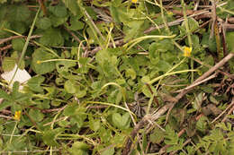 Image of Ficaria verna subsp. fertilis (Laegaard) Stace